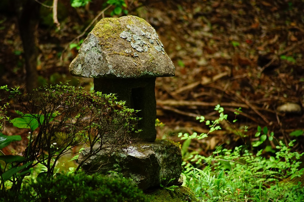 苔と石