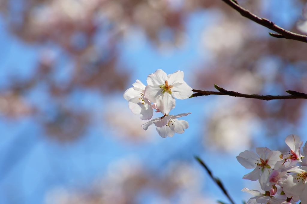 桜