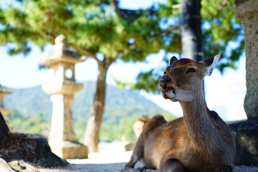 宮島の鹿さん