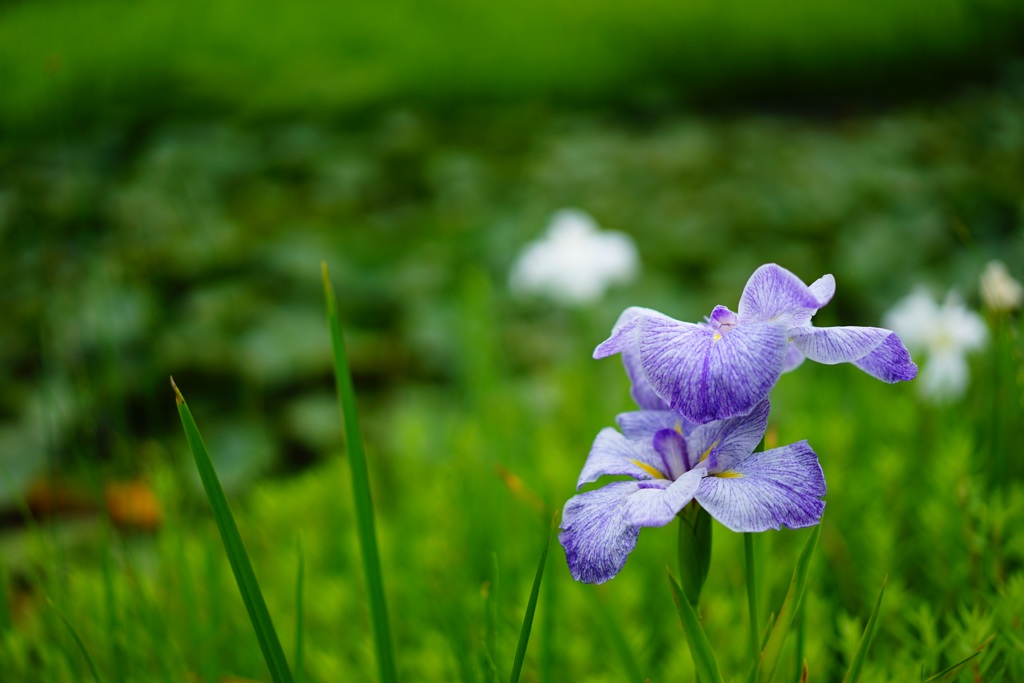 青い花