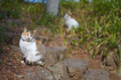 猫に会えると幸せになります