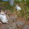 猫に会えると幸せになります