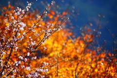 冬桜と紅葉