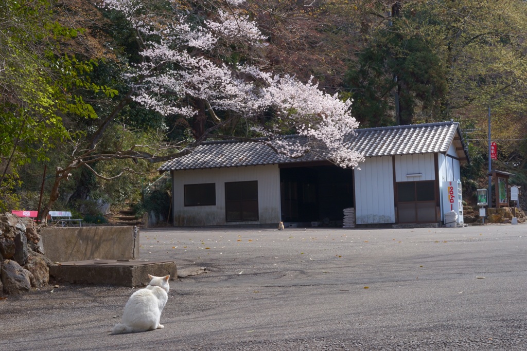 桜を見る猫