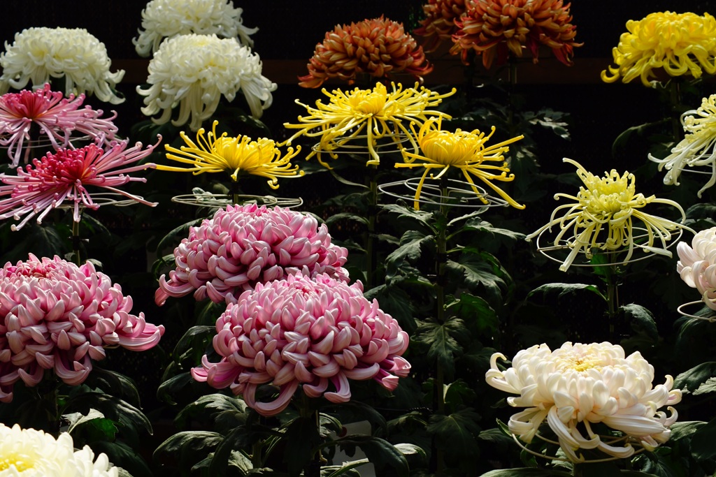菊の花