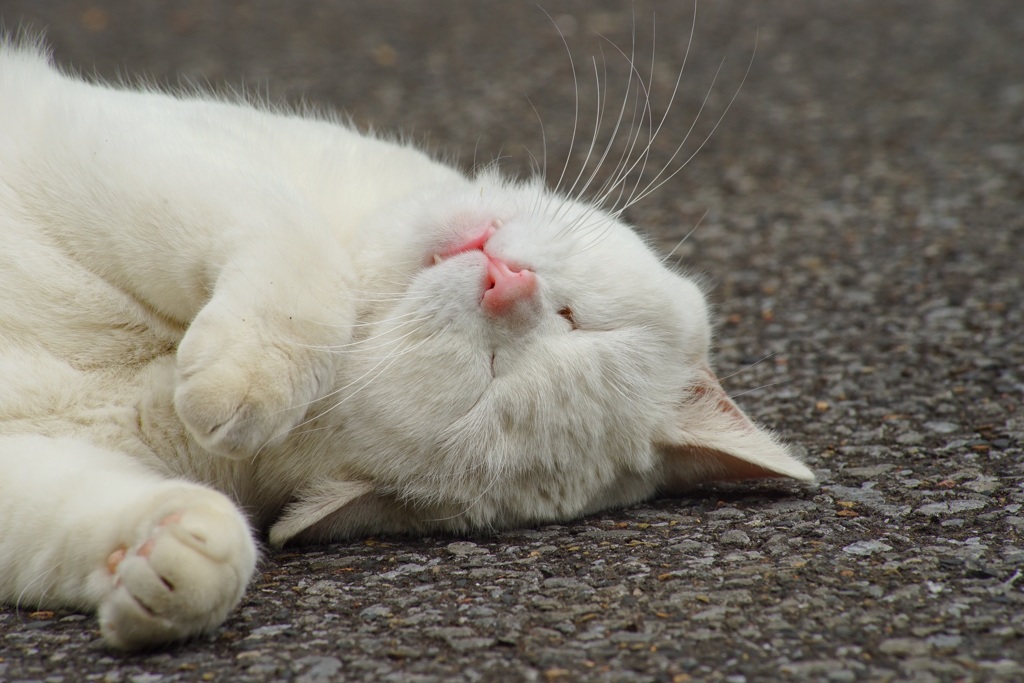 猫に会えると幸せになります