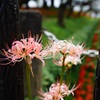 淡い彼岸花