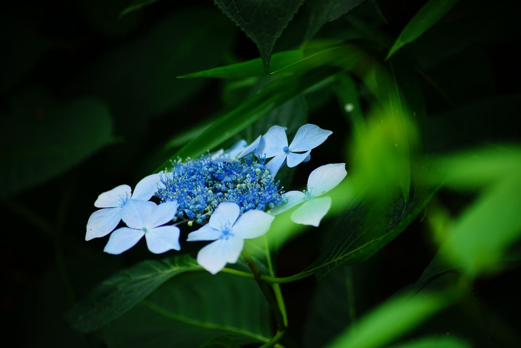 青紫陽花