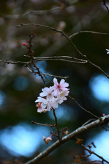 白野江2019　11月　桜　子福桜