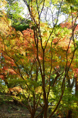 もみじ谷2020　秋-1　紅葉と黄葉