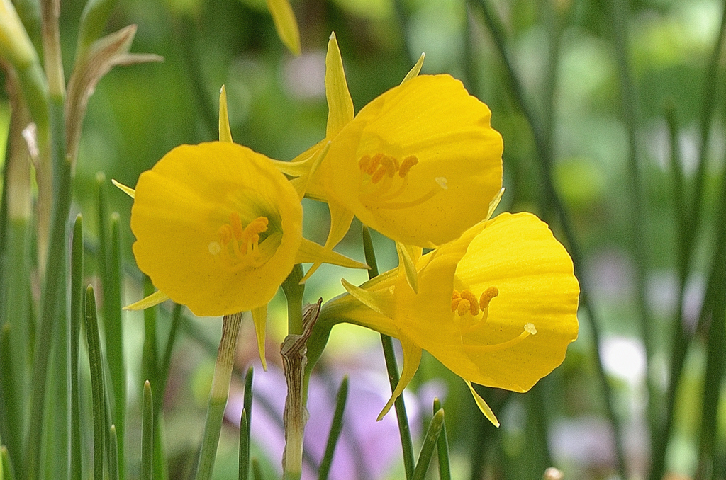 白野江2022　4月-3　バルボコジウム