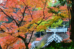 大興善寺2021　11月-2　契園　茅葺屋根と紅葉