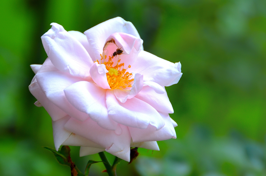 バルコニー2023　5月-1　薔薇