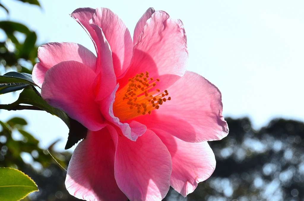 白野江2021　2月-4　山茶花