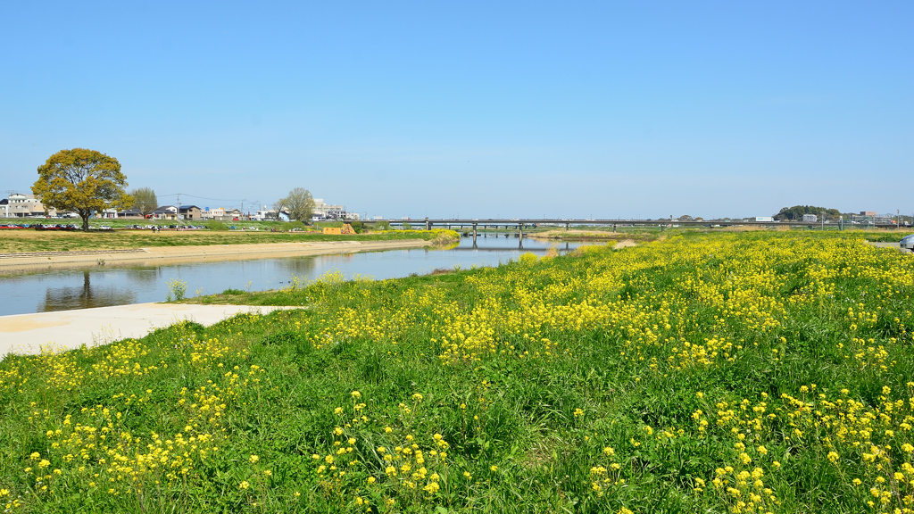 英彦山川2022　4月　菜の花と日の出大橋