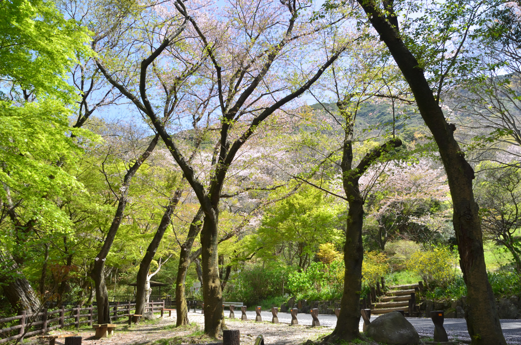 足立公園2022　4月-1　ベンチと陽だまり