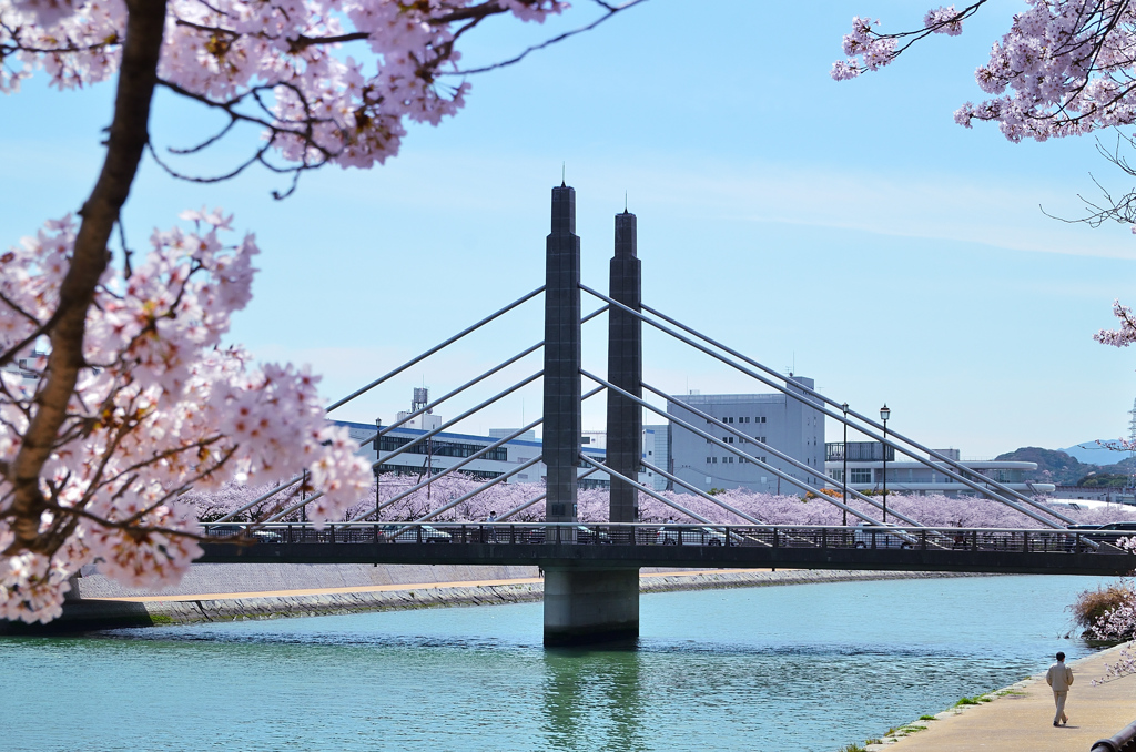 紫川2022　4月　桜と豊後橋
