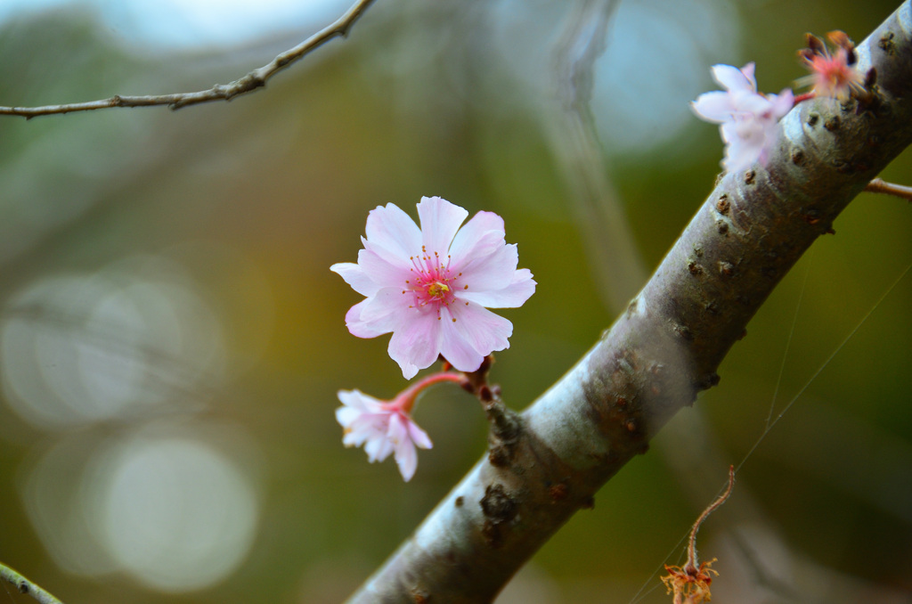白野江2019　11月　桜　ｱｰｺﾚｰﾄﾞ②