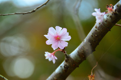 白野江2019　11月　桜　ｱｰｺﾚｰﾄﾞ②