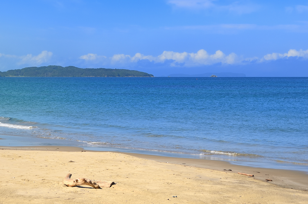 勝浦浜2023　8月　渚の流木