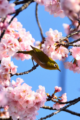 宮地嶽神社2021　2月　桜＆サクジロー②