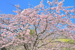 白野江2022　3月-5　大寒桜