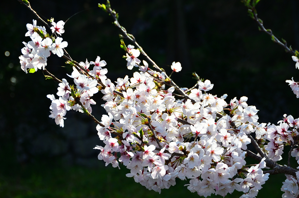 糸島　ゆらりんこ橋2022-8　桜