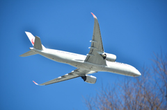 舞鶴公園2023　2月-3　梅園と旅客機②