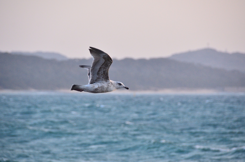 鐘岬2021　2月-1　海鳥？