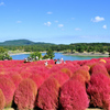 大分農事文化公園2021　10月　コキア①