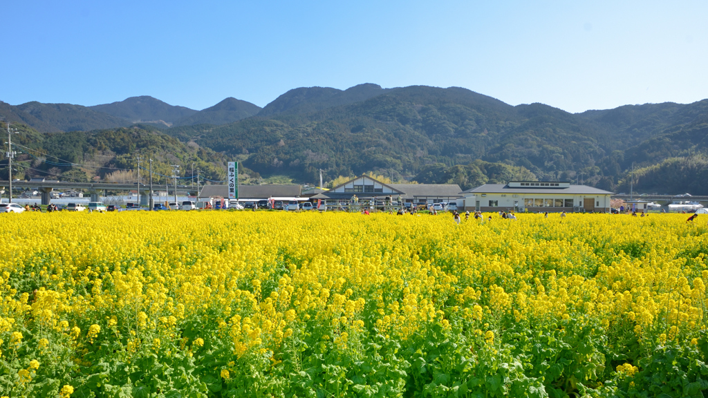 福ふくの里2023　3月-1　道の駅と菜の花