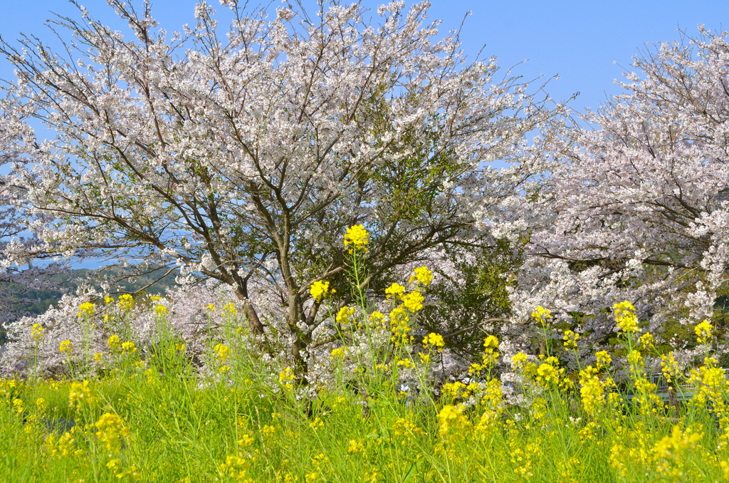 糸島　ゆらりんこ橋2022-8　桜と菜の花