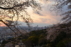 Ｋ市2019　桜と夕暮のﾀﾜｰﾏﾝｼｮﾝ