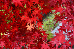 渓石園2018　11月-2　紅葉④