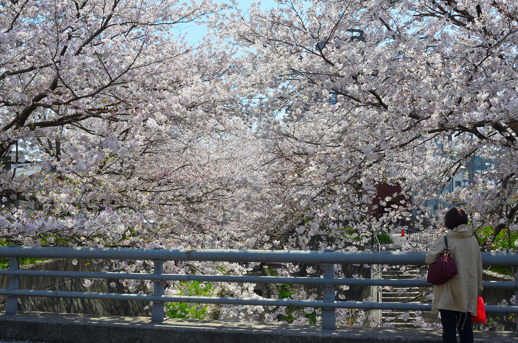 徳力2020　志井川　桜②