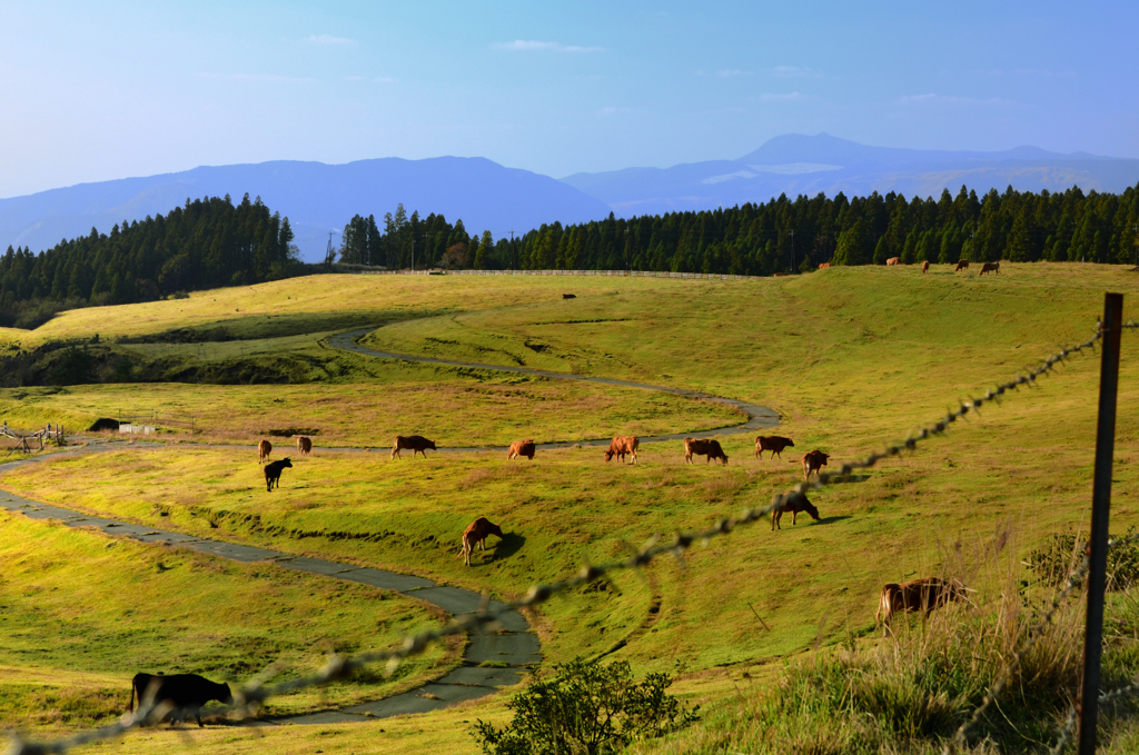 阿蘇山2019　登山道　牧場