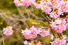 白野江2021　2月-7　白山旗桜とサクジロー