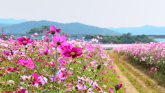 三光村2023　10月-01　コスモス畑②