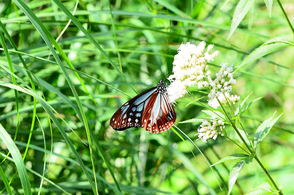 白野江2021　秋-4　アサギマダラ①