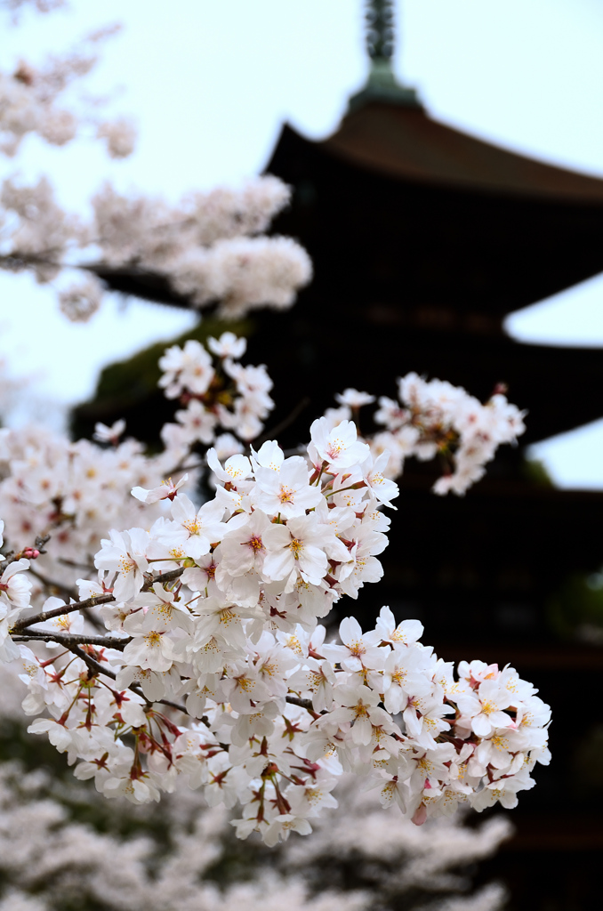瑠璃光寺2021　3月-6　ソメイヨシノ