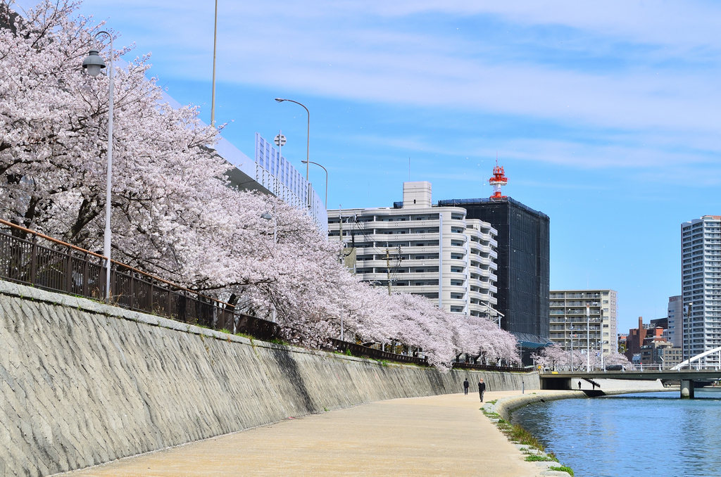 紫川2022　4月　河岸を歩く