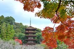 瑠璃光寺2022　11月-1　五重塔と紅葉