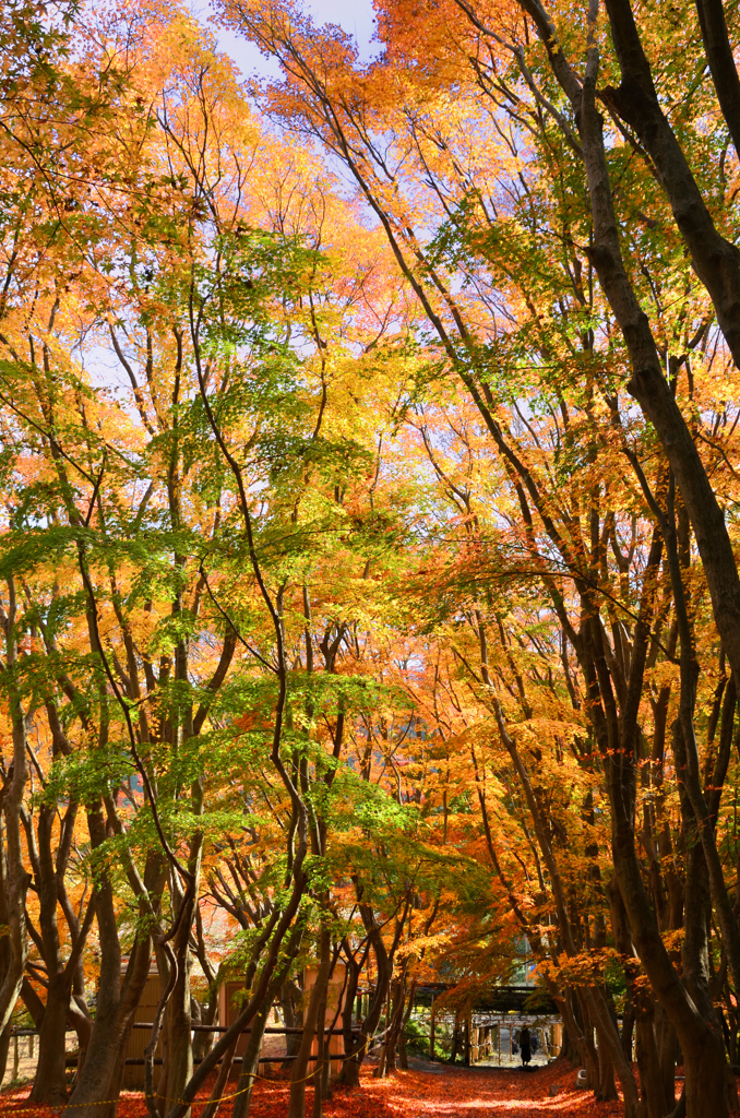 河内藤園2021　11月　紅葉の路　下り