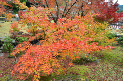 渓石園2018　11月-2　紅葉③