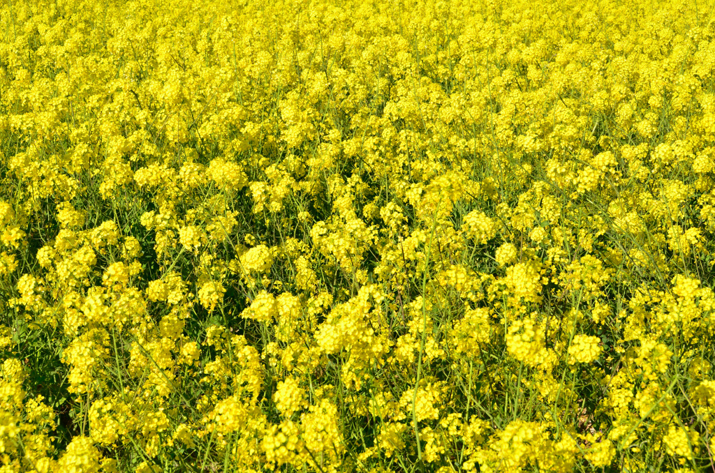 能古島2020　菜の花②