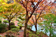 渓石園2018　11月-3　紅葉②