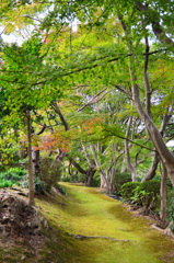 白野江2019　11月　散策路