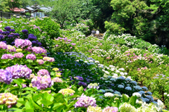 千光寺2021　6月-7　紫陽花乱舞