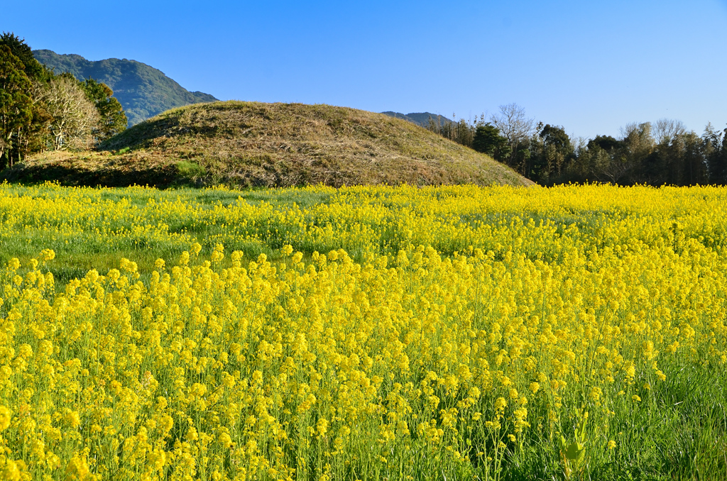 新原・奴山古墳群2022　古墳と菜の花