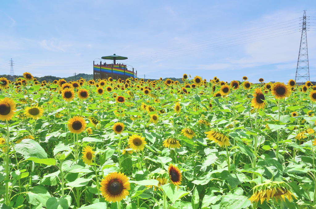 大任町2021　夏-1　展望台を囲む向日葵畑_